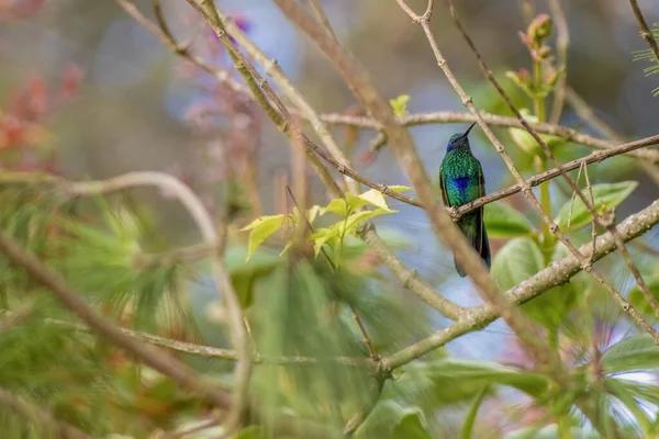 Where to Find Live Kolibri Events Near You