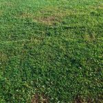 Soil Amendment and Lime Applications to Improve Lawn Health and Soil Quality