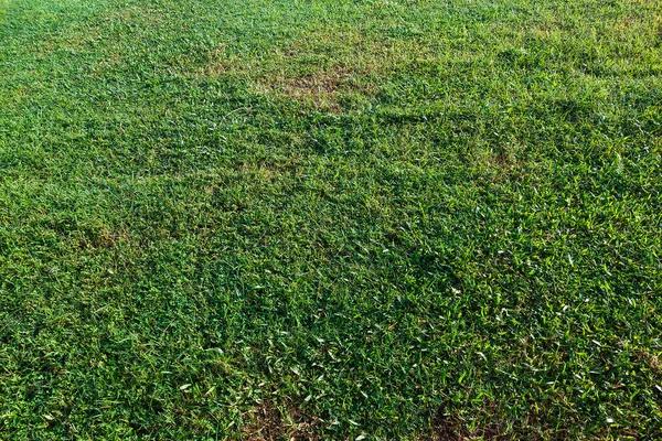 Soil Amendment and Lime Applications to Improve Lawn Health and Soil Quality